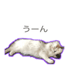 ゴメスタンプ20200727（個別スタンプ：2）