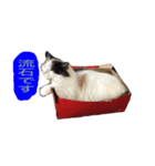 ゴメスタンプ20200727（個別スタンプ：4）