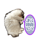 ゴメスタンプ20200727（個別スタンプ：5）