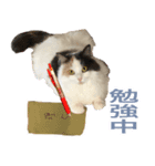 ゴメスタンプ20200727（個別スタンプ：6）
