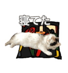 ゴメスタンプ20200727（個別スタンプ：8）