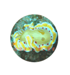 ウミウシ好き（個別スタンプ：4）