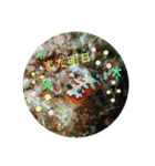 ウミウシ好き（個別スタンプ：15）