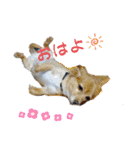 とびちゃん よく使うパック②（個別スタンプ：1）