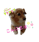 とびちゃん よく使うパック②（個別スタンプ：4）