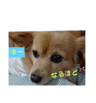 とびちゃん よく使うパック②（個別スタンプ：6）