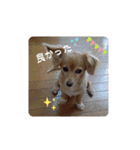とびちゃん よく使うパック②（個別スタンプ：13）