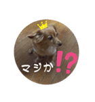 とびちゃん よく使うパック②（個別スタンプ：16）