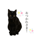 うちの黒猫のナチちゃん（個別スタンプ：6）