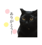 うちの黒猫のナチちゃん（個別スタンプ：11）