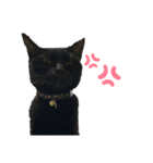 うちの黒猫のナチちゃん（個別スタンプ：15）