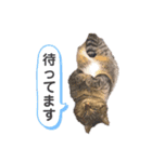 みっきゃとすずちゃんの日常（個別スタンプ：4）