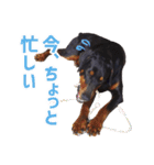 ドーベルマンZ（個別スタンプ：6）