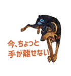 ドーベルマンZ（個別スタンプ：7）