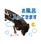 ドーベルマンZ（個別スタンプ：19）