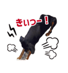 ドーベルマンZ（個別スタンプ：20）