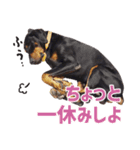 ドーベルマンZ（個別スタンプ：21）