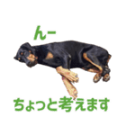 ドーベルマンZ（個別スタンプ：23）