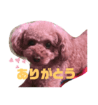 ぷーどる すたんぷ（個別スタンプ：7）