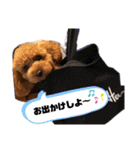 ぷーどる すたんぷ（個別スタンプ：9）