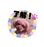 ぷーどる すたんぷ（個別スタンプ：10）