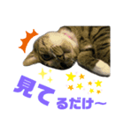 バステトありがとう❤️（個別スタンプ：8）