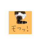 ちあーず 2（個別スタンプ：1）