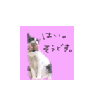 ちあーず 2（個別スタンプ：4）