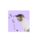 ちあーず 2（個別スタンプ：5）