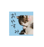 ちあーず 2（個別スタンプ：7）