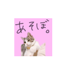 ちあーず 2（個別スタンプ：8）