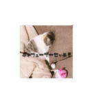 ちあーず5（個別スタンプ：5）