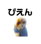 セキセイインコのちぃーちゃんです3（個別スタンプ：1）