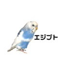セキセイインコのちぃーちゃんです3（個別スタンプ：3）