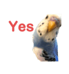 セキセイインコのちぃーちゃんです3（個別スタンプ：4）