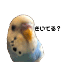 セキセイインコのちぃーちゃんです3（個別スタンプ：8）