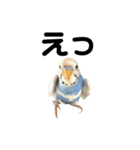 セキセイインコのちぃーちゃんです3（個別スタンプ：9）