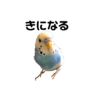 セキセイインコのちぃーちゃんです3（個別スタンプ：11）