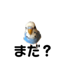 セキセイインコのちぃーちゃんです3（個別スタンプ：13）