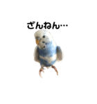 セキセイインコのちぃーちゃんです3（個別スタンプ：14）