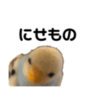 セキセイインコのちぃーちゃんです3（個別スタンプ：15）