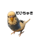 セキセイインコのちぃーちゃんです3（個別スタンプ：16）