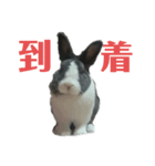 うさぎのモモ＆チョッチョ。（個別スタンプ：3）