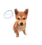 さとし(柴犬)のスタンプ（個別スタンプ：1）