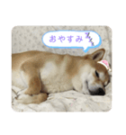 さとし(柴犬)のスタンプ（個別スタンプ：2）