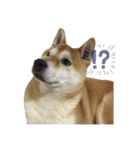 さとし(柴犬)のスタンプ（個別スタンプ：3）