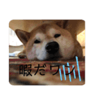 さとし(柴犬)のスタンプ（個別スタンプ：4）