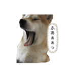 さとし(柴犬)のスタンプ（個別スタンプ：5）