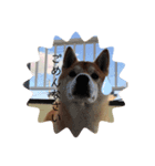 さとし(柴犬)のスタンプ（個別スタンプ：7）