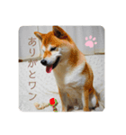 さとし(柴犬)のスタンプ（個別スタンプ：8）